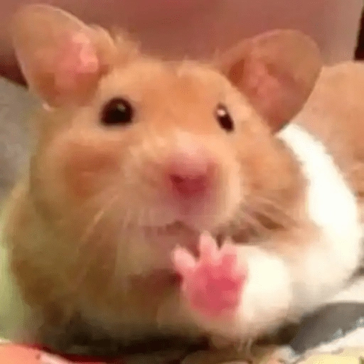Ratitas🐁🐭🩶 