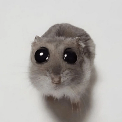 Ratitas🐁🐭🩶 