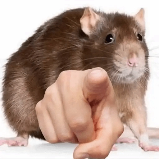 Ratitas🐁🐭🩶 