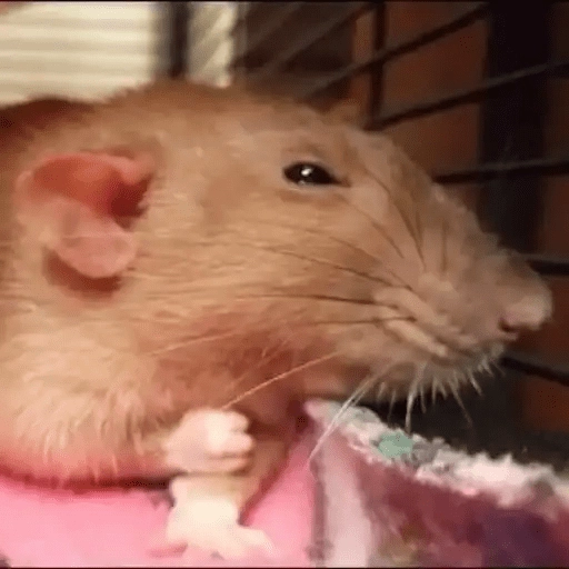 Ratitas🐁🐭🩶 