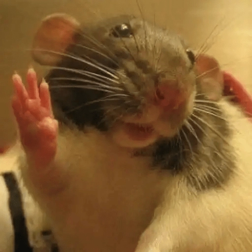 Ratitas🐁🐭🩶 