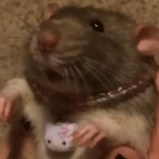 Ratitas🐁🐭🩶 