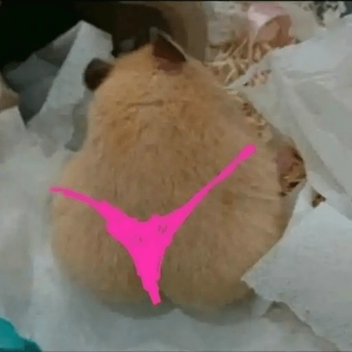 Ratitas🐁🐭🩶 