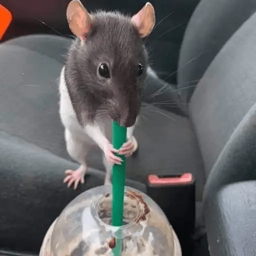 Ratitas🐁🐭🩶 