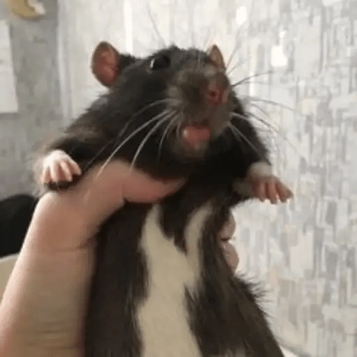 Ratitas🐁🐭🩶 