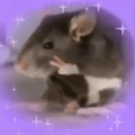 Ratitas🐁🐭🩶 