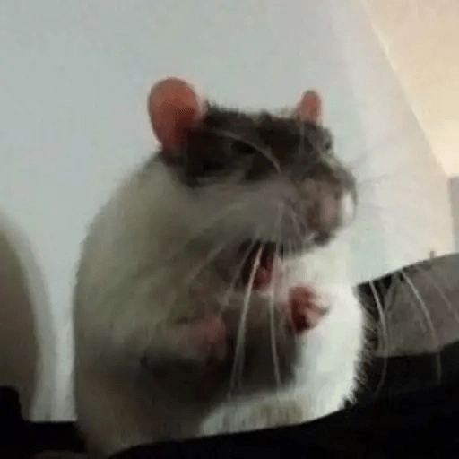Ratitas🐁🐭🩶 