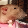 tray-icon