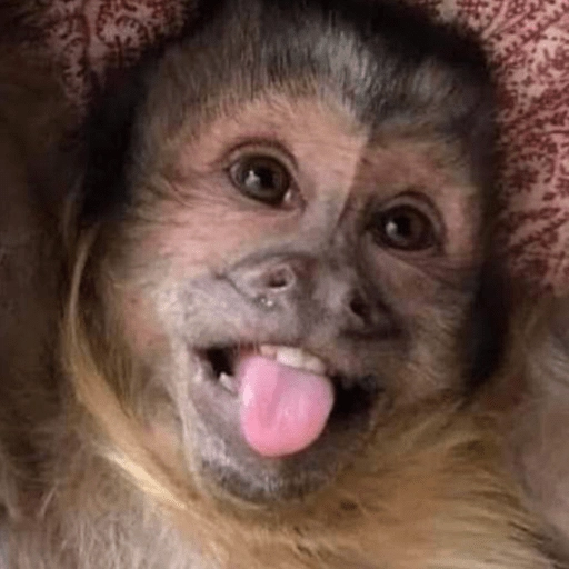 🤎🐵Monitos randoms🐵🤎 