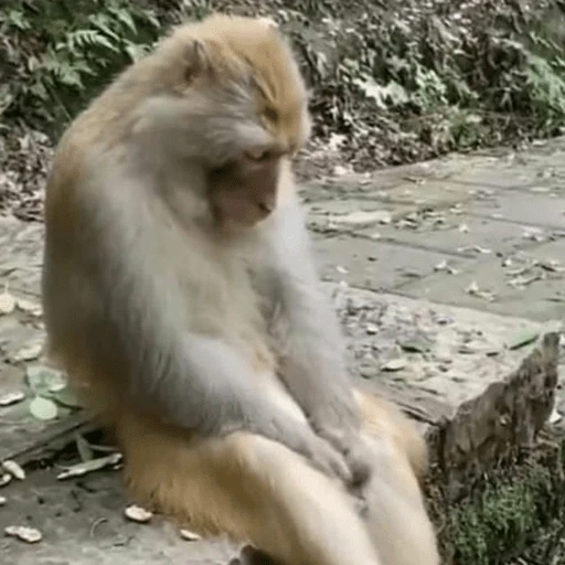 🤎🐵Monitos randoms🐵🤎 
