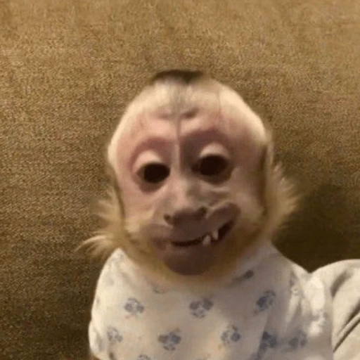 🤎🐵Monitos randoms🐵🤎 