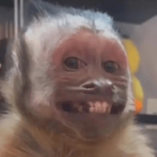🤎🐵Monitos randoms🐵🤎 