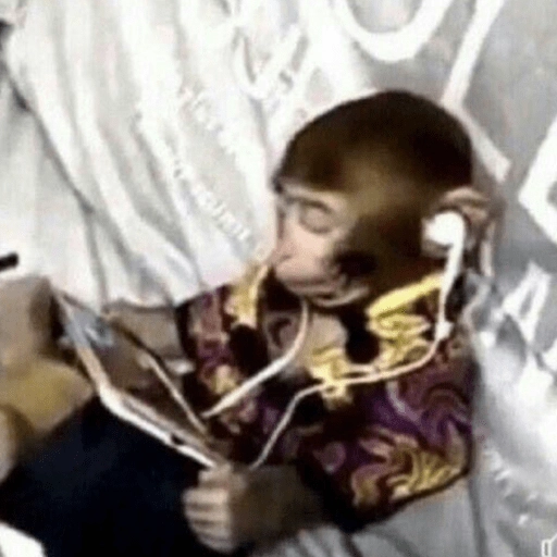 🤎🐵Monitos randoms🐵🤎 