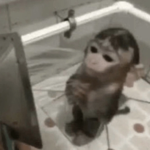 🤎🐵Monitos randoms🐵🤎  preview