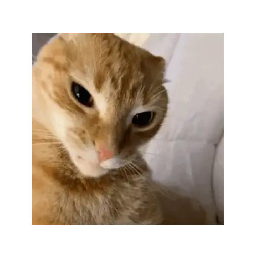 Gato mewing 🐱✨ 