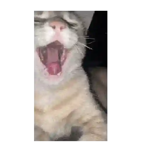 Gato mewing 🐱✨ 
