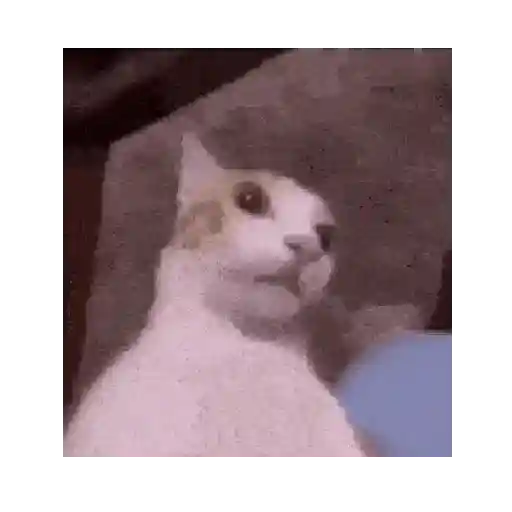 Gato mewing 🐱✨ 