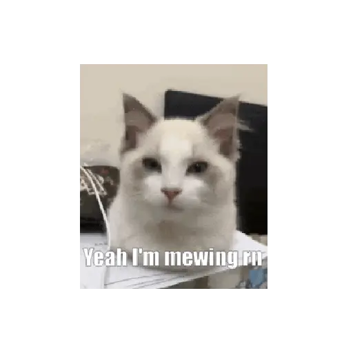 Gato mewing 🐱✨ 