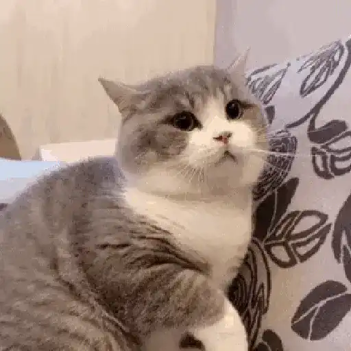 💫🧏mewing gato🤫gatos✨ 