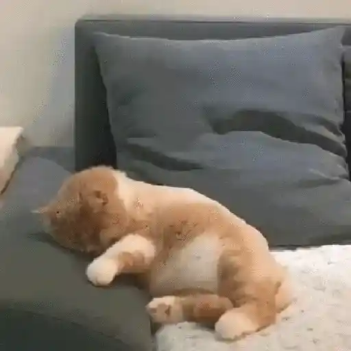 💫🧏mewing gato🤫gatos✨ 