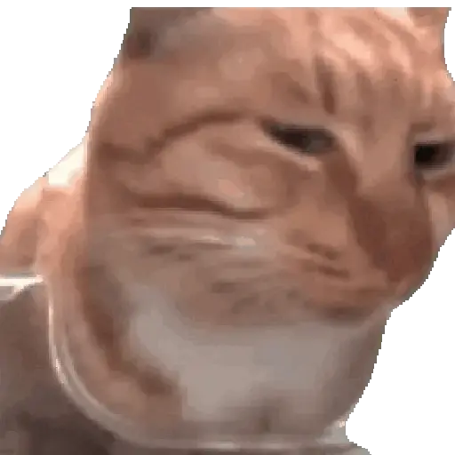 💫🧏mewing gato🤫gatos✨ 