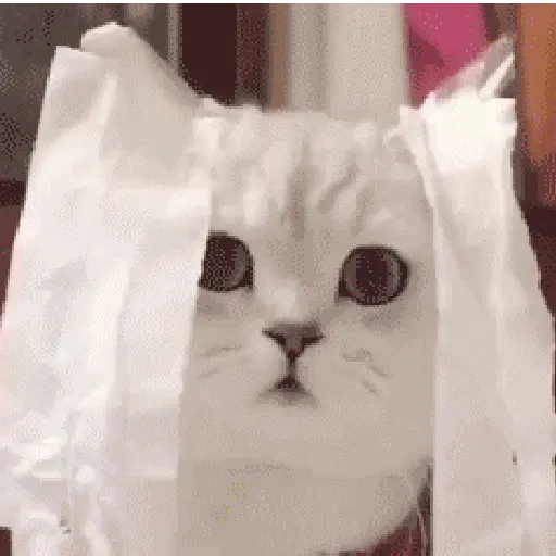 💫🧏mewing gato🤫gatos✨  preview