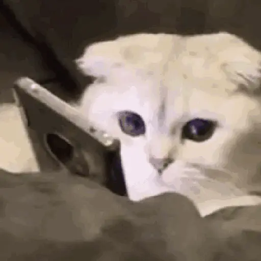 💫🧏mewing gato🤫gatos✨ 