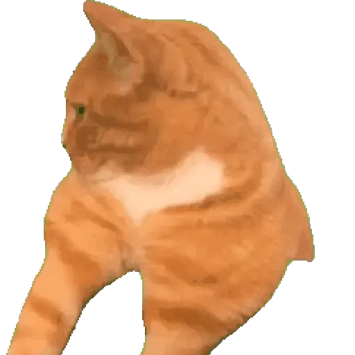 💫🧏mewing gato🤫gatos✨ 