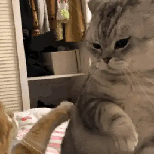 💫🧏mewing gato🤫gatos✨ 