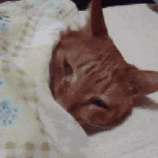 💫🧏mewing gato🤫gatos✨ 