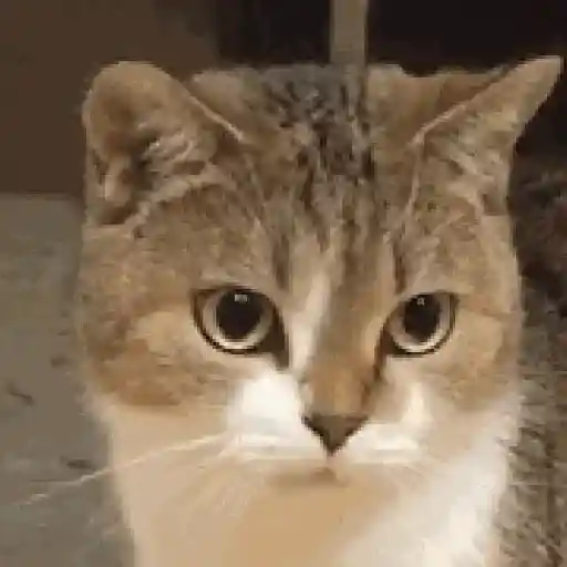 💫🧏mewing gato🤫gatos✨ 