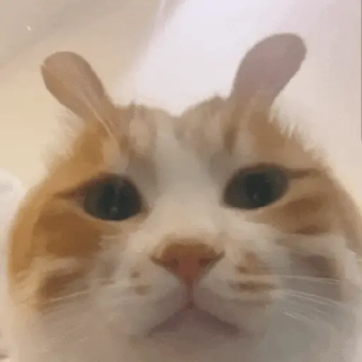 💫🧏mewing gato🤫gatos✨ 