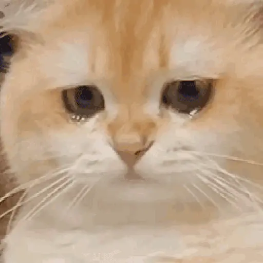 💫🧏mewing gato🤫gatos✨ 