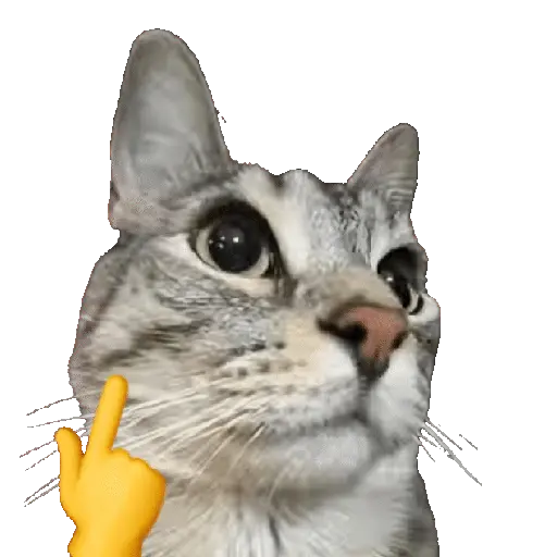 💫🧏mewing gato🤫gatos✨ 