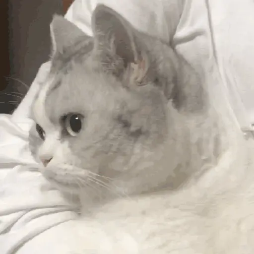 💫🧏mewing gato🤫gatos✨ 