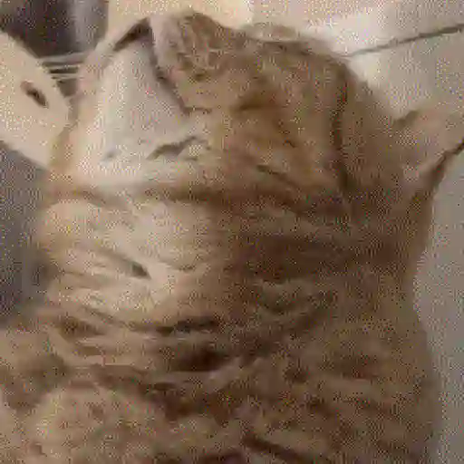 💫🧏mewing gato🤫gatos✨ 