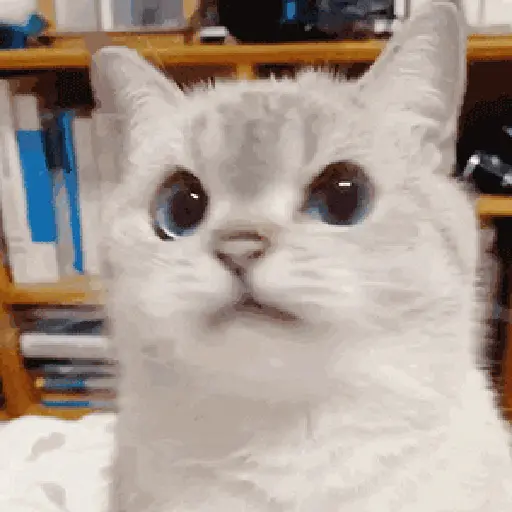 💫🧏mewing gato🤫gatos✨ 