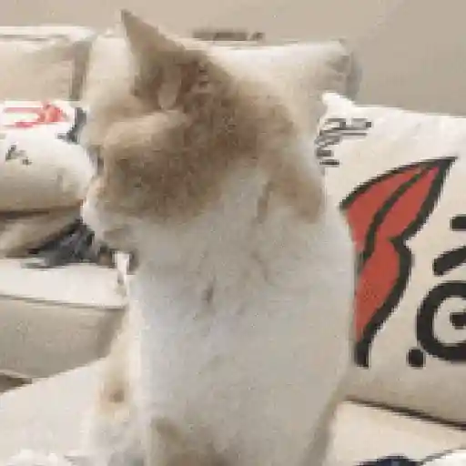 💫🧏mewing gato🤫gatos✨ 