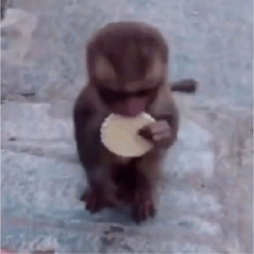 monkeys 