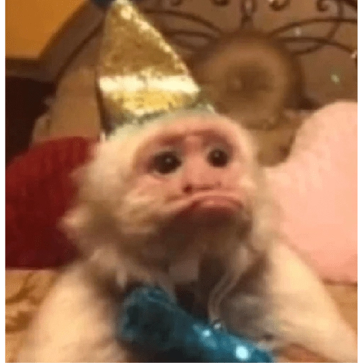 monkeys 