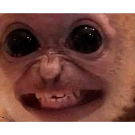 monkeys 