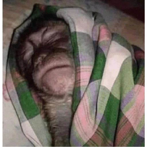 monkeys 