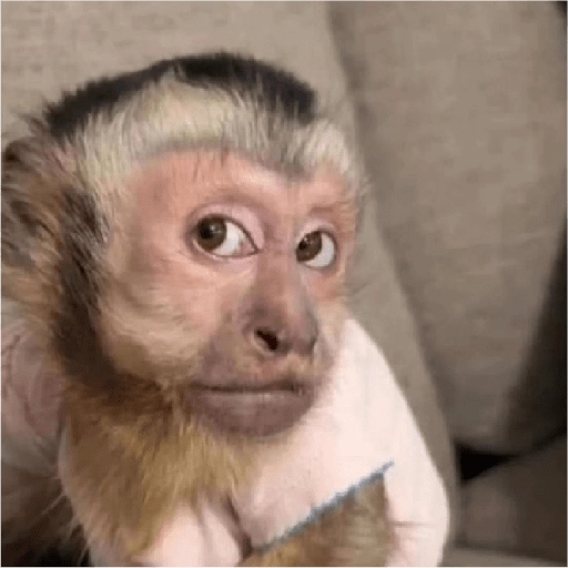 monkeys 
