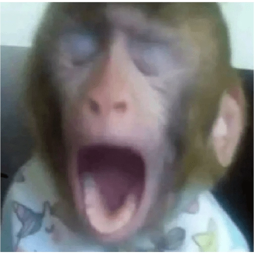 monkeys 