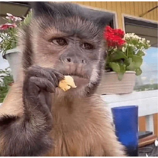 monkeys 