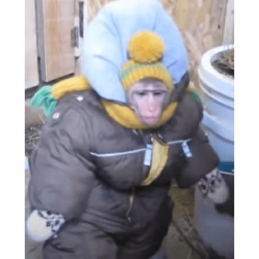 monkeys  preview