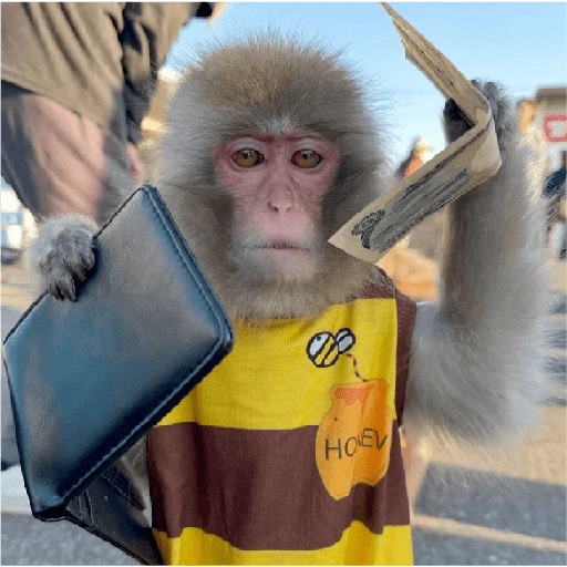 monkeys 