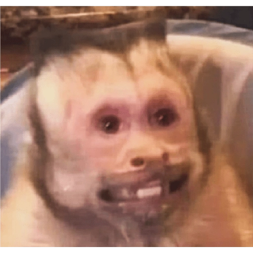 monkeys 