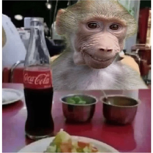 monkeys 