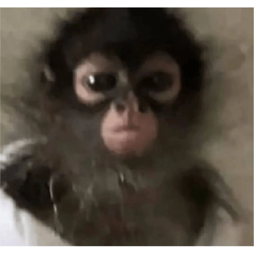 monkeys 